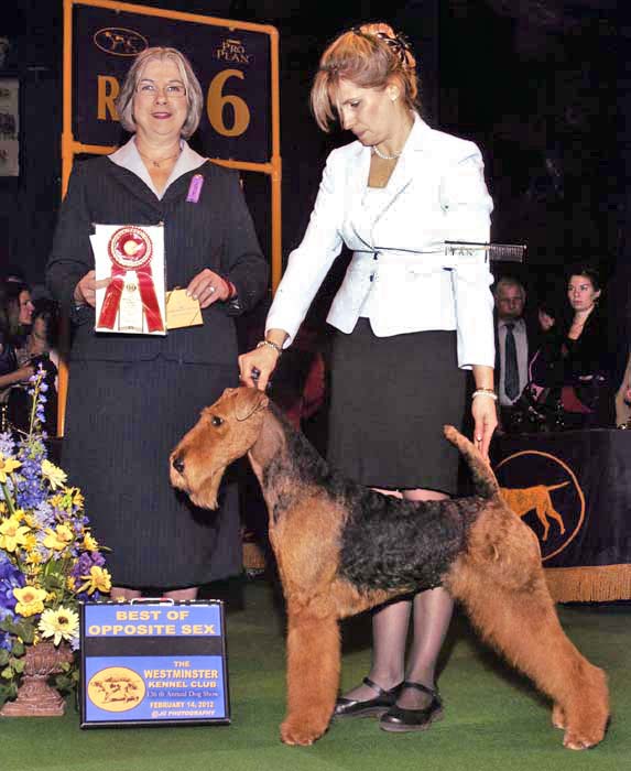 Airedale terrier hot sale show dog